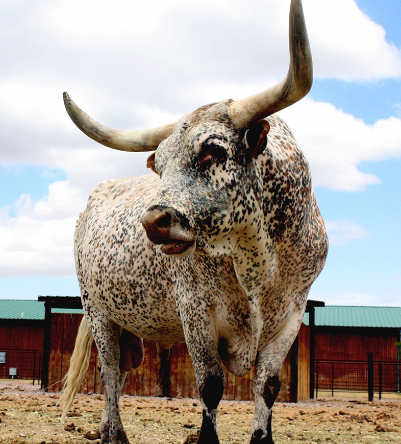 A Texas longhorn cow