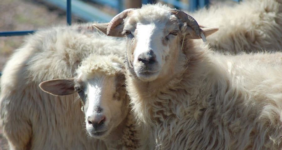 Two sheep looking at the camera.